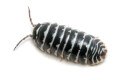 Armadillidium maculatum Zebra France